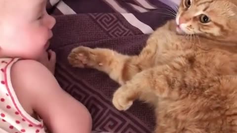 Funny cat