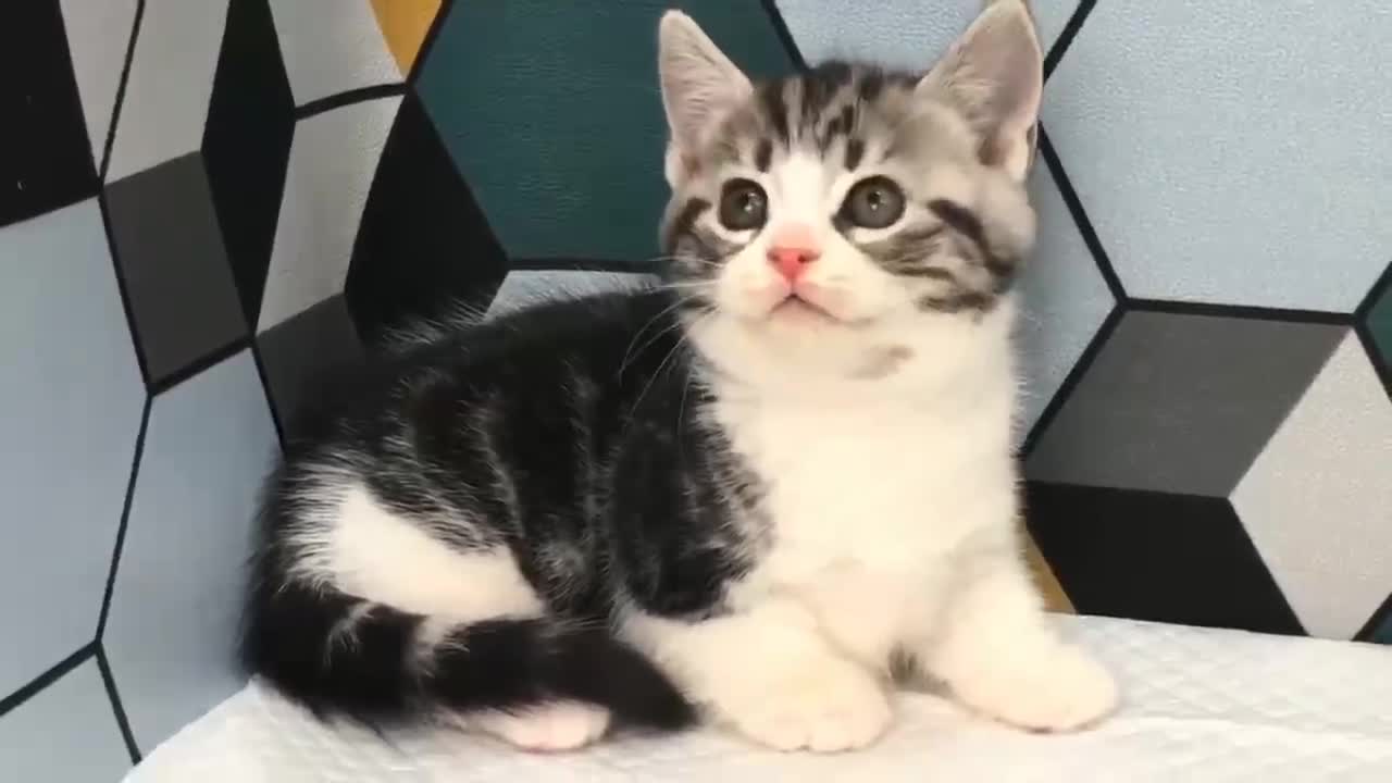 kitten