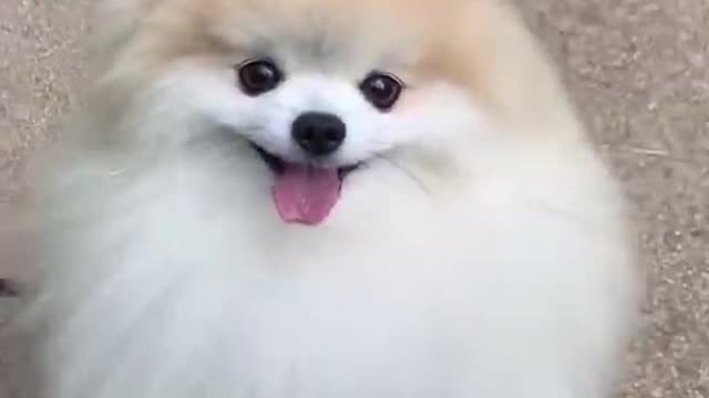 cute dog