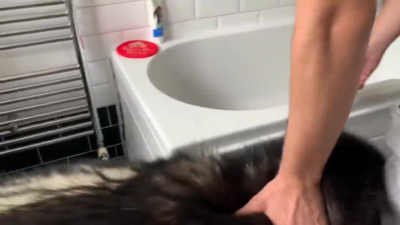 Alaskan Malamute Bath Time! Naughty Niko Rolled In Poo!-8