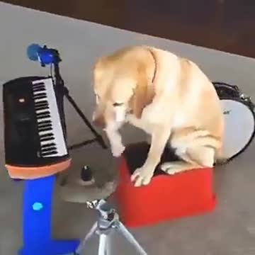 Dog song music