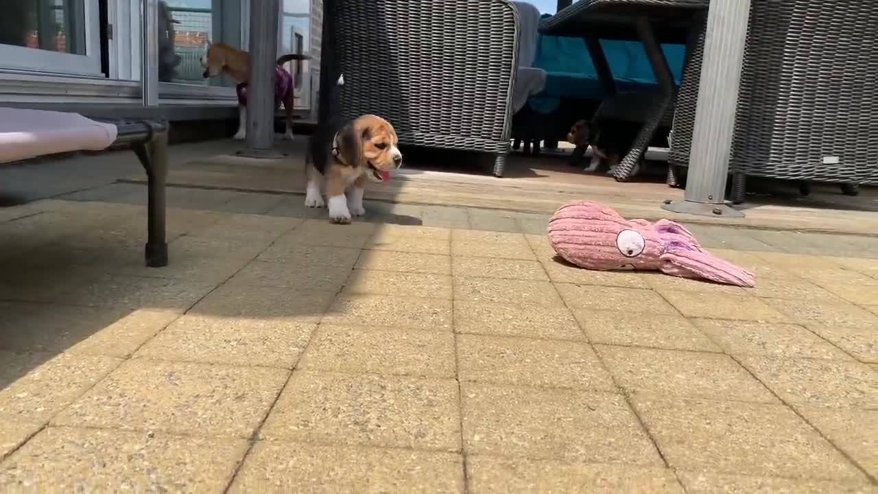 Beagle Puppy vs Water Bowl