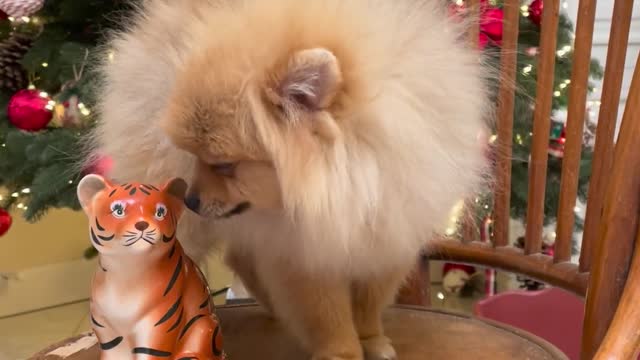 Pomeranian Dog on Chair with Tiger Figurine in Front of Christmas Tree