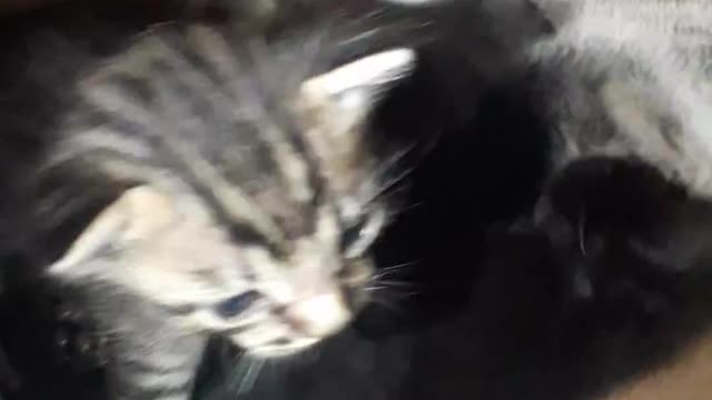 Filhotes de gato