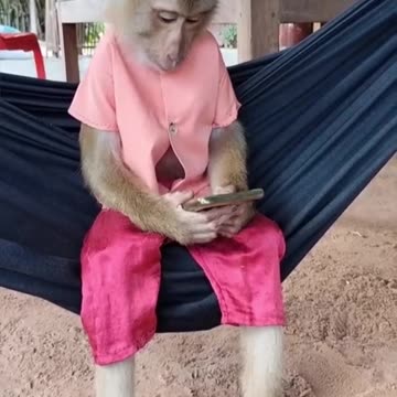 Monkey watching video game