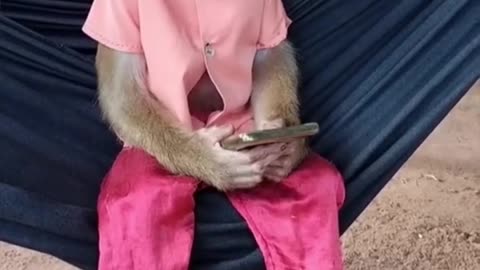 Monkey watching video game