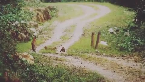 Wildlife in closer view with a natural perspective.