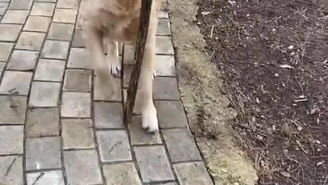 Our Golden Retriever Learned a Lesson Today