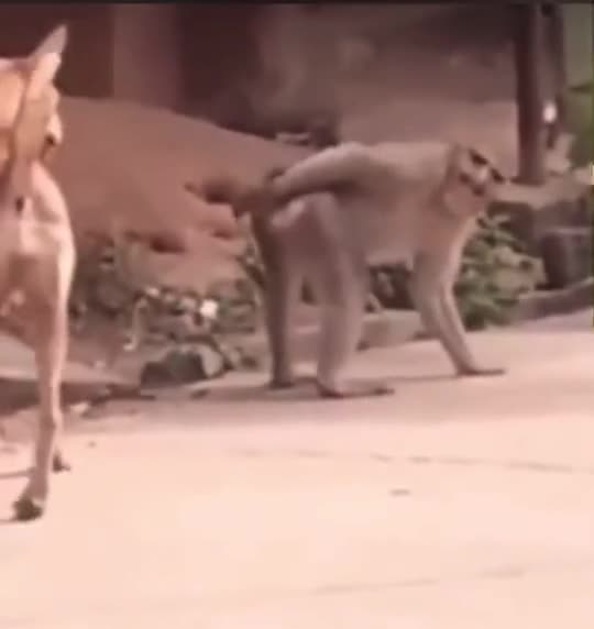 Dogs vs animaux funny