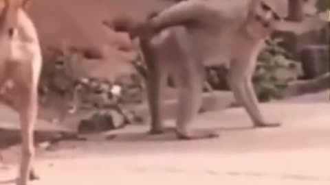 Dogs vs animaux funny