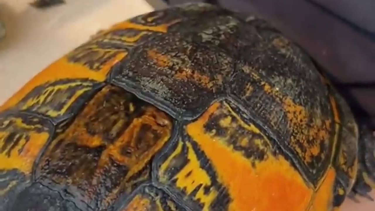 It Becomes The Most Beautiful Turtle Ever