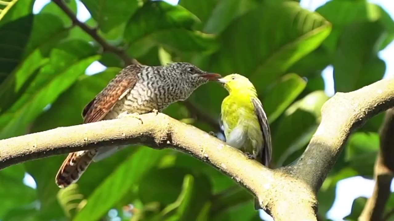 Wildlife