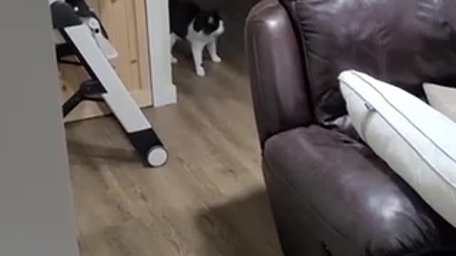 Cats finishing their 7’s soul in 1 scare jump