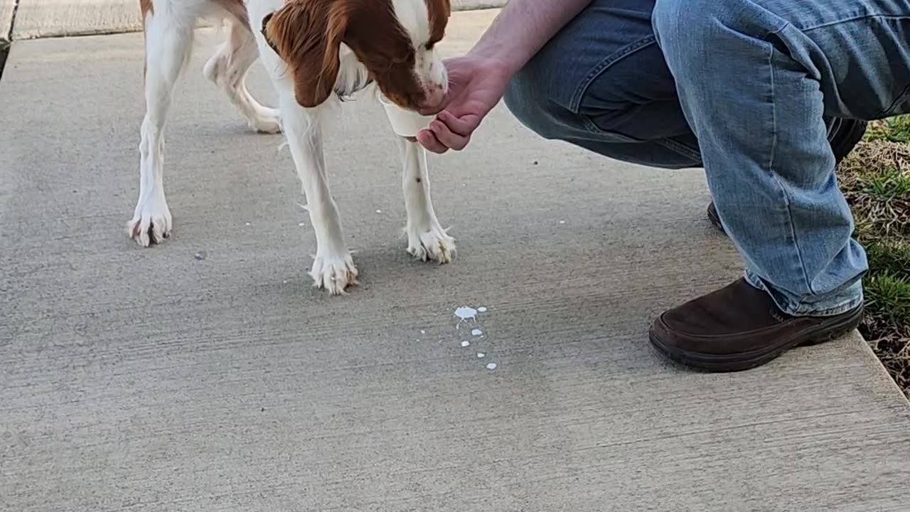 Birthday Pup Cup from DQ