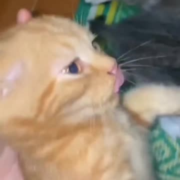 Fanny cat video and Dog Video