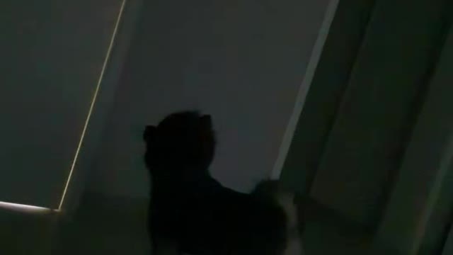 A cute puppy who is always waiting in the dark and desperately in the bathroom