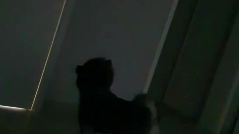 A cute puppy who is always waiting in the dark and desperately in the bathroom