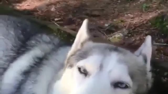 Dog enjoying the water