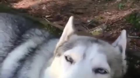 Dog enjoying the water