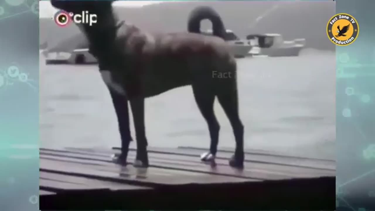 Funny animal videos 😂