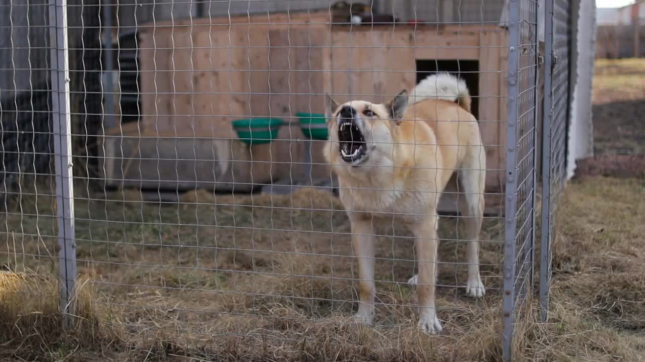 Guard angry dog barking in a cage