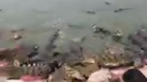 Crocodile eating shorts.