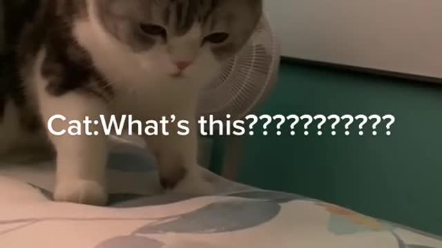 Cat video. Whats s this???