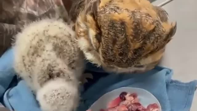 Feeding an orphan owl