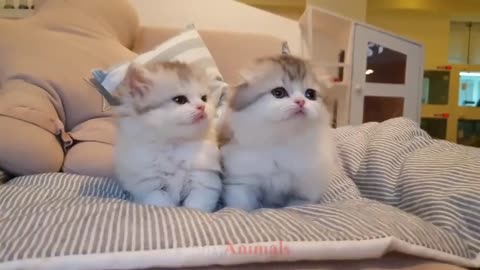 Cute Cats Cute Lots of Kittens