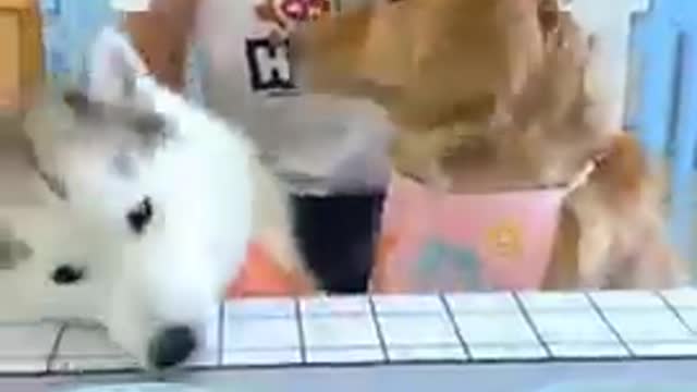 Super Funny Animal Video that Will Make You Laugh Out Loud! Keep Laughing Do!