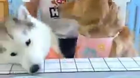 Super Funny Animal Video that Will Make You Laugh Out Loud! Keep Laughing Do!