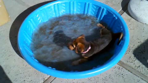 Great done New puppy in it's new pool [puppy swimming pool]