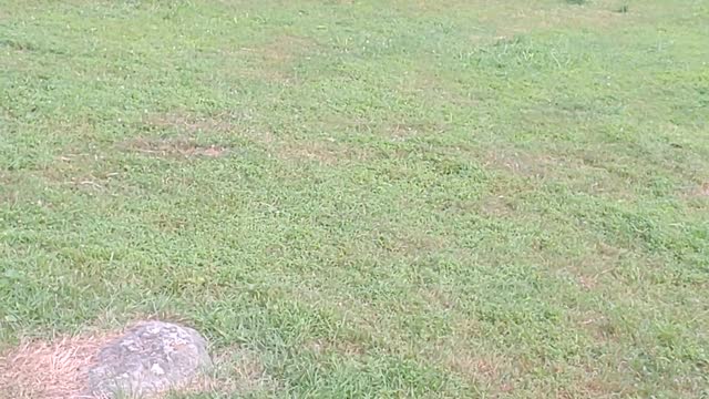 HUCK plays with his 5 daughters