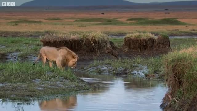 Hyena pack attacks lion _ FULL CLIP - Dynasties