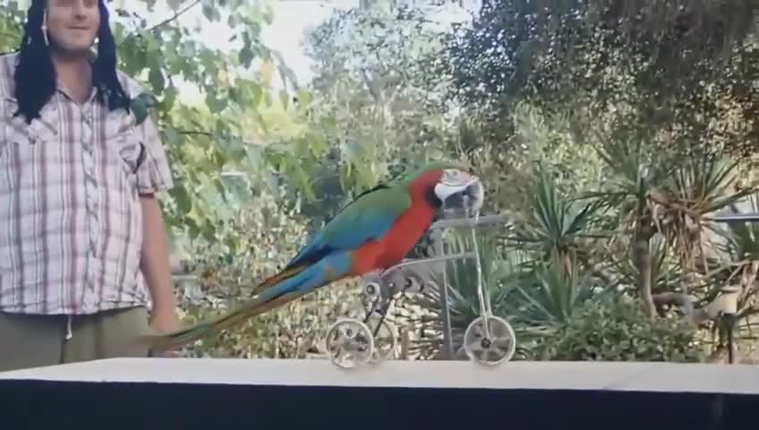 FUNNY PARROTS || Funny BIRDS Compilation Vid