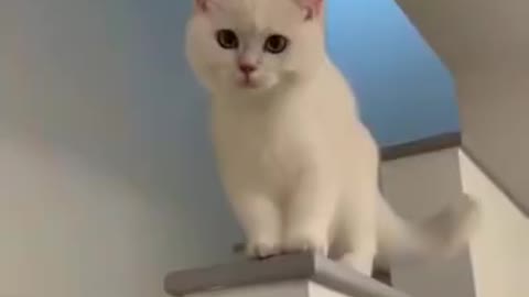 Cat Has Gone Crazy