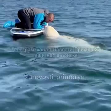 Beluga whale making friends so cool