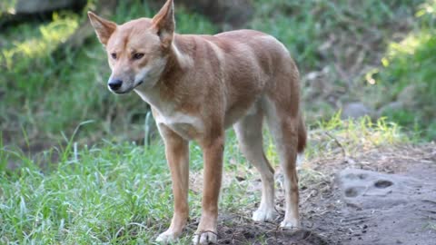 Dogs That Live The Longest