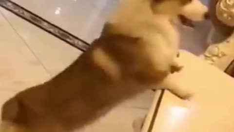 little pets having fun