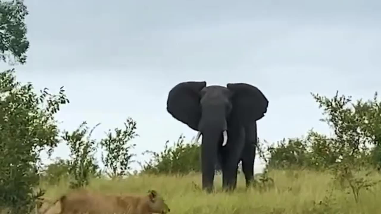 Wild animals fight