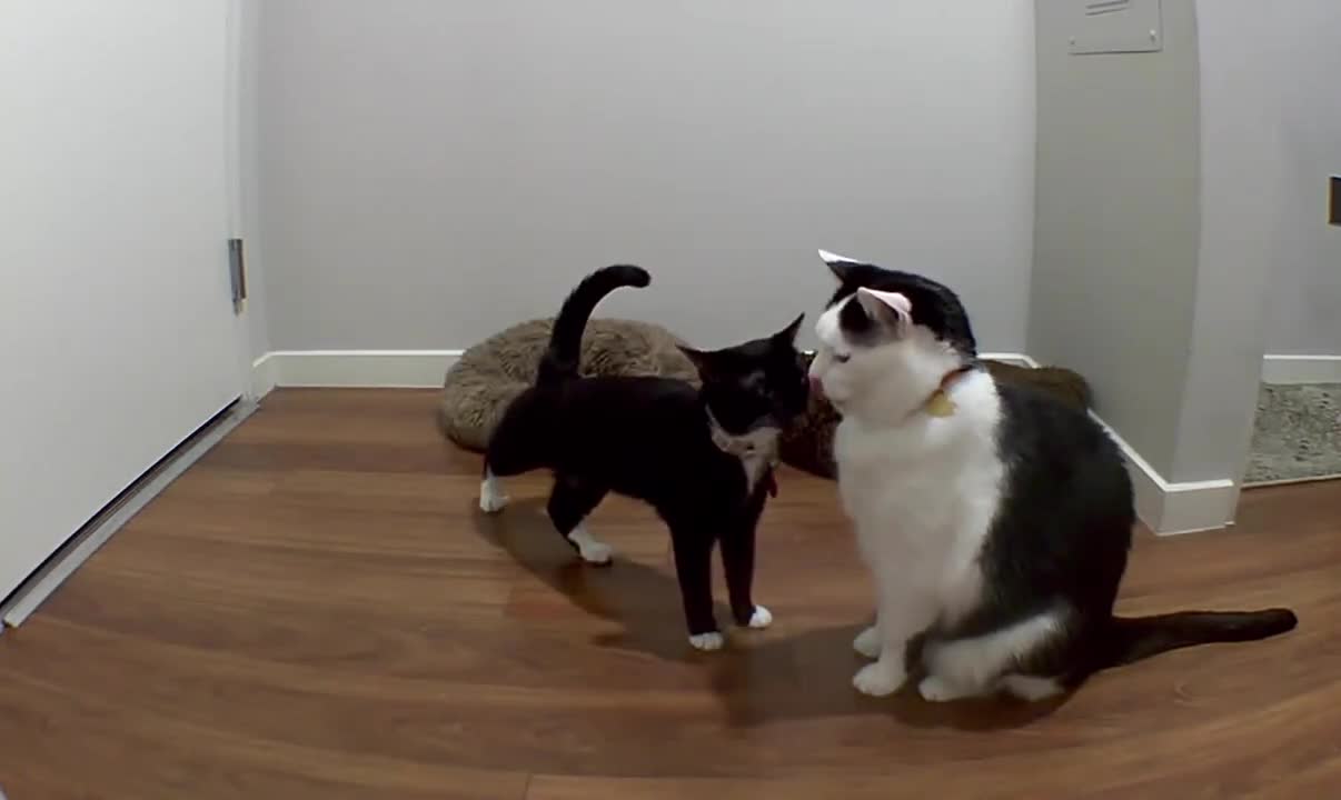 Attempted Kitty Kiss caught on camera