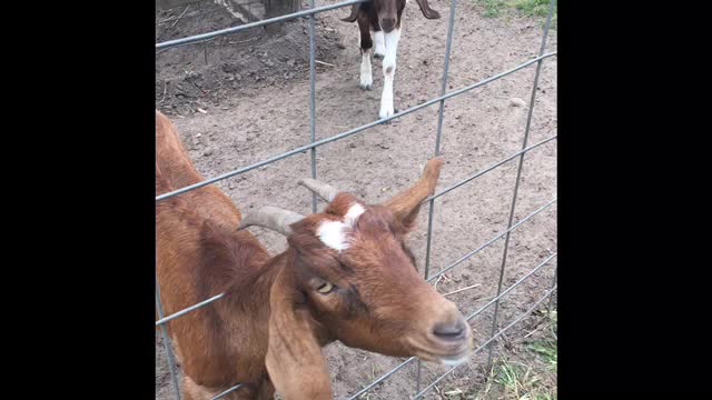 MUST WATCH: THE CUTEST GOATS EVER!!