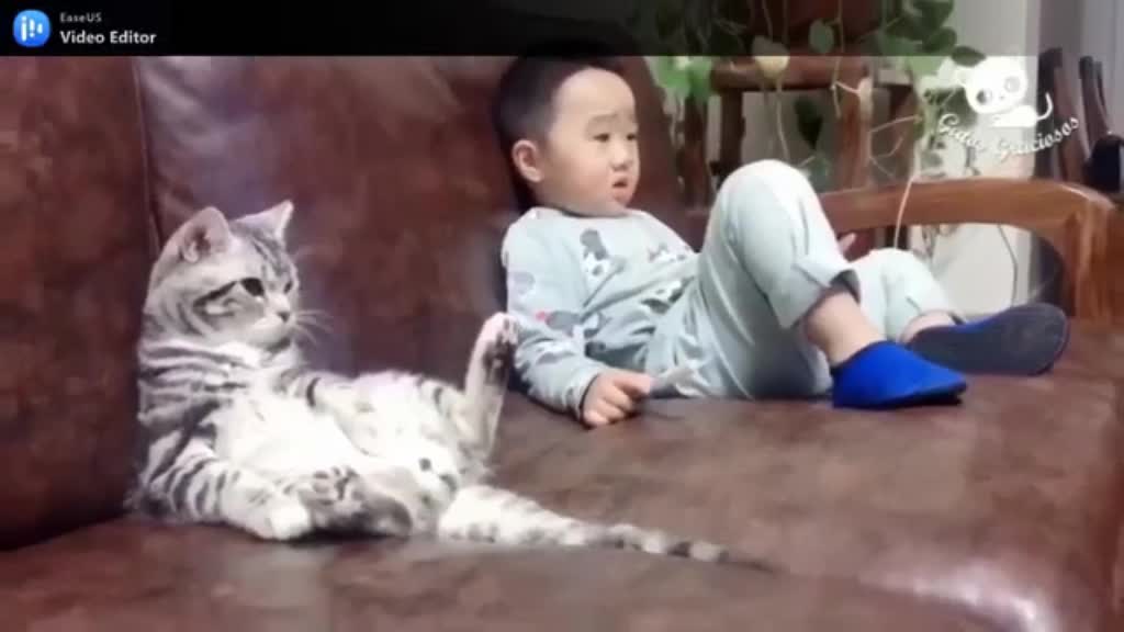 funny CATS 2022 GOD level // funny VIDEOS 2022๐ //Funniest CATS