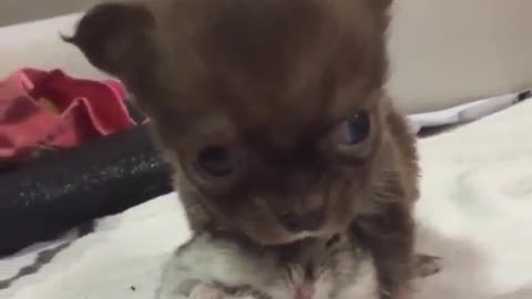 super cute, 2 weeks old little teddy dog, doesn't seem to wake up all day