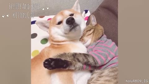 Cute moments of dogs and cats protecting each other