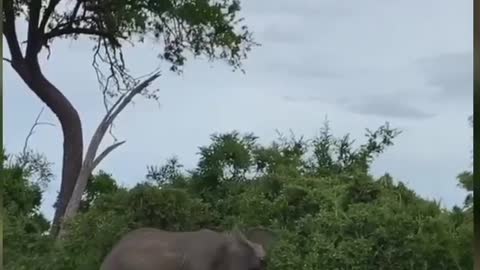 The beauty of National Park in Tanzania