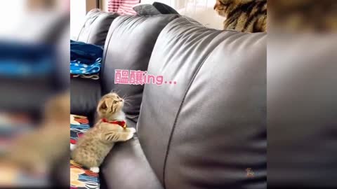 PET CUTE FUNNY SMART CAT