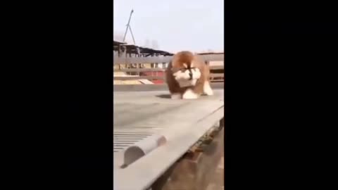 Funny dogs and health