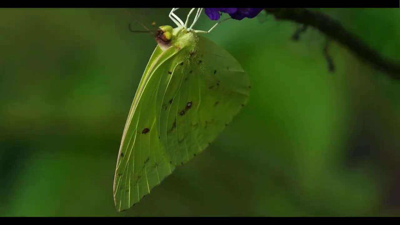 Animals and nature