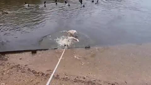 Funny animal 😁😁😁😁